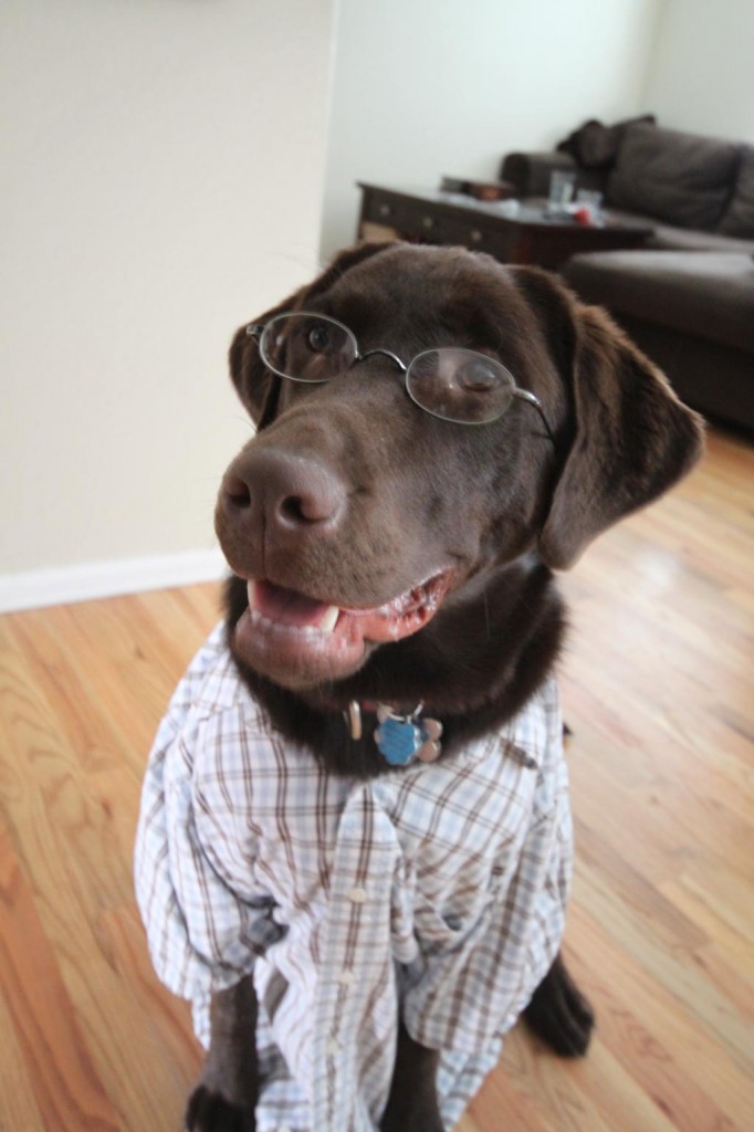Kona Puppy the Office Manager