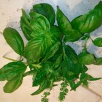genovese basil genovese basil