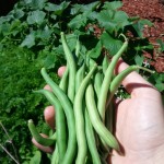 bush blue beans bush blue beans