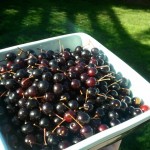 canadian red cherries canadian red cherries