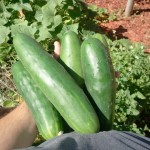 cucumbers cucumbers