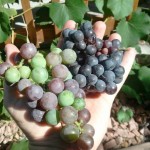 concord and pinot noir grapes concord and pinot noir grapes