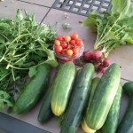 bountiful harvest: arugula, tomatos, cucumber and radishes bountiful harvest: arugula, tomatos, cucumber and radishes