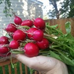 radishes
