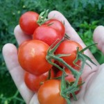 tomatos